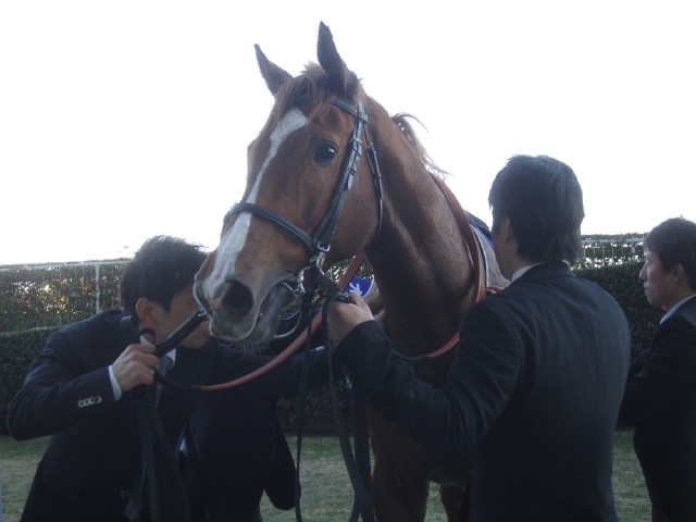 １２万の観衆が酔いしれた オルフェーヴル という馬の迫真の演技 アベコーのハッピー競馬